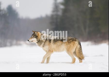 Gris Wolf, hiver, Amérique du Nord, par Dominique Braud/Dembinsky photo Assoc Banque D'Images