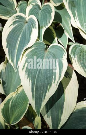 Feuilles variégées de Hosta (Groupe Tardana) 'El Nino'. Plantain Lily 'El Nino' Banque D'Images