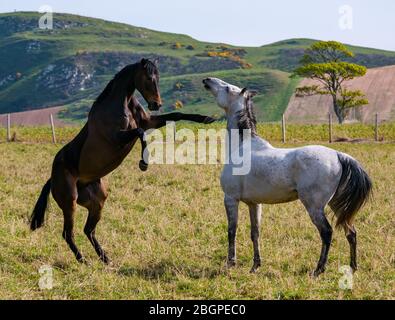 East Lothian, Écosse, Royaume-Uni, 22 avril 2020. Météo britannique : deux chevaux sont joueurs au soleil avec un cheval qui s'élève à l'autre Banque D'Images