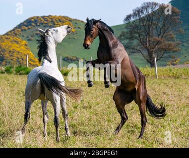 East Lothian, Écosse, Royaume-Uni, 22 avril 2020. Météo britannique : deux chevaux sont joueurs au soleil avec un cheval qui s'élève à l'autre Banque D'Images