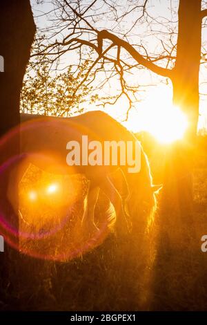 Le cheval blanc raze l'herbe sur un fond de coucher de soleil dans le champ. Banque D'Images