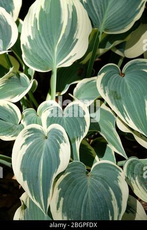 Feuilles variégées de Hosta (Groupe Tardana) 'El Nino'. Plantain Lily 'El Nino' Banque D'Images