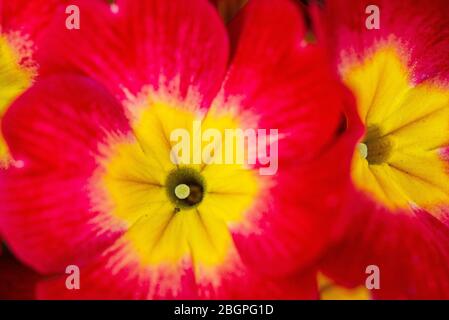 Un gros plan de la fleur d'une primrose rouge avec un centre jaune Banque D'Images
