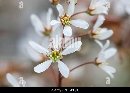 Les fleurs d'un mespilus enneigé (Amelanchier lamarckii) Banque D'Images