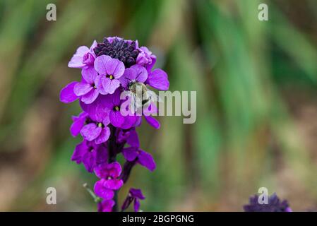 Une abeille fleur à pieds poilus (Anthophora plumipes) sur les fleurs d'un wallflower 'la mauve de Bowles' (Erysimum 'la mauve de Bowles') Banque D'Images