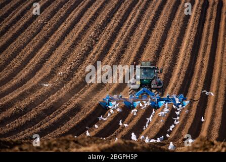 East Lothian, Écosse, Royaume-Uni. 22 avril 2020. Météo au Royaume-Uni : un tracteur sillonne un champ avec une masse de goélands qui suit dans son sillage Banque D'Images