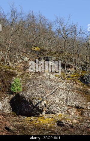 Curvy, arbre blanc sans feuilles éclairci par la lumière du soleil dorée, jeune arbre à feuilles persistantes, rochers couverts de mousse d'une falaise abrupte dans la forêt Banque D'Images