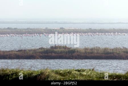 Grand nombre d'oiseaux de flamants à Comacchio, Italie Banque D'Images