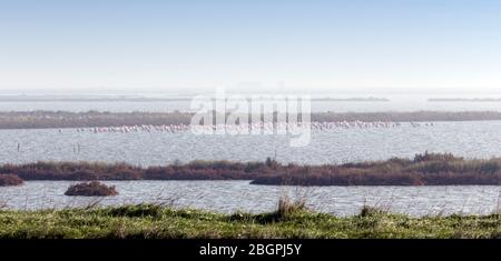 Grand nombre d'oiseaux de flamants à Comacchio, Italie Banque D'Images