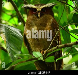 Chouette dégoûtée (Lophostrix crisstata) perchée sur une branche. Madre de Dios, Parc National de Manu, Pérou Banque D'Images