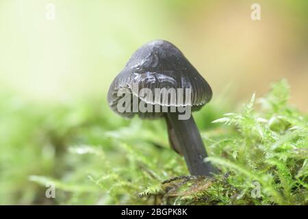 Mycena leucogala (Mycena galopus var. Nigra), connu sous le nom de bonnet à laitance ou de goutte de lait mycena Banque D'Images