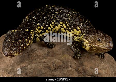 Skink de dos de shingleback oriental (Tiliqua rugosa asper) Banque D'Images