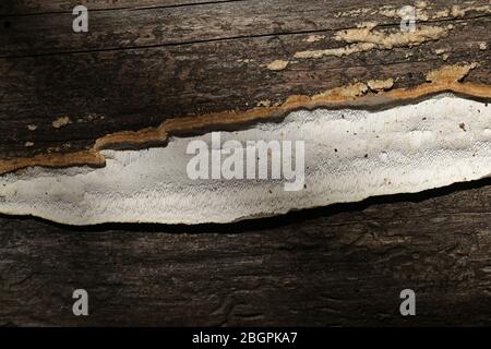 Antrodia serialis, connu sous le nom de croûte serried, champignon sauvage de Finlande Banque D'Images
