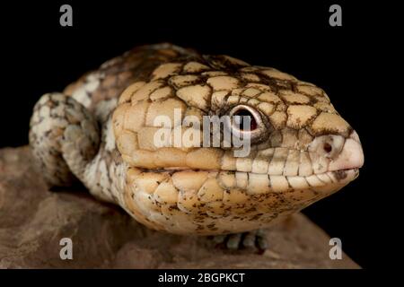 Skink de dos de shingleback oriental (Tiliqua rugosa rugosa) Banque D'Images