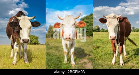 Portrait des vaches de pâturage sur le champ vert. Concept d'animaux de ferme. Collage Banque D'Images