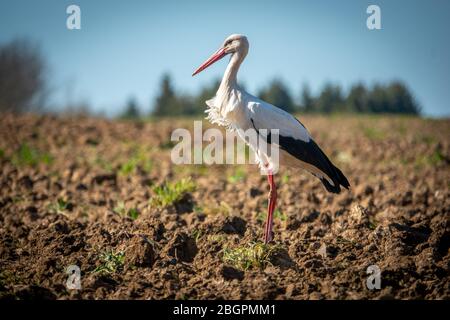 une cigole noire et blanche se tient sur un champ et regarde dans l'appareil photo Banque D'Images