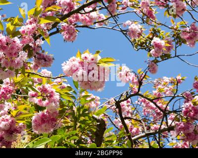 Arbre de cerise Kanzan - gloire de Springtime Blossom surmontée par le plus beau de tous. Magnifiques grappes de fleurs blanches et roses de type Carnation Banque D'Images