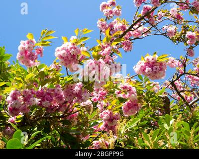 Arbre de cerise Kanzan - gloire de Springtime Blossom surmontée par le plus beau de tous. Magnifiques grappes de fleurs blanches et roses de type Carnation Banque D'Images