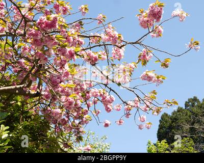 Arbre de cerise Kanzan - gloire de Springtime Blossom surmontée par le plus beau de tous. Magnifiques grappes de fleurs blanches et roses de type Carnation Banque D'Images
