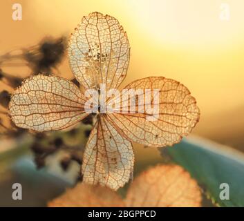 Texture sur des fleurs d'hydracea sèches avec beau soleil lumière Banque D'Images