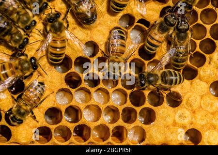 Beaucoup d'abeilles de miel de Carniolan (APIS mellifera carnica) rampent sur un nid d'abeilles, certaines des cellules remplies de gelée, la nourriture larvaire Banque D'Images