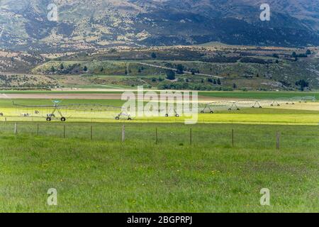 Réseau sprinkleur d'irrigation et bétail dans la campagne verte, tiré dans une lumière de printemps vive près de Luggate, Otago, île du Sud, Nouvelle-Zélande Banque D'Images