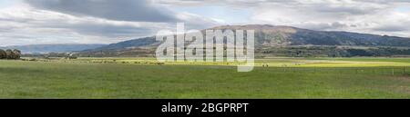Paysage avec de grands troupeaux et système d'arrosage sprinkleur dans la campagne verte, tourné dans une lumière de printemps vive près de Luggate, Otago, South Island, New Ze Banque D'Images