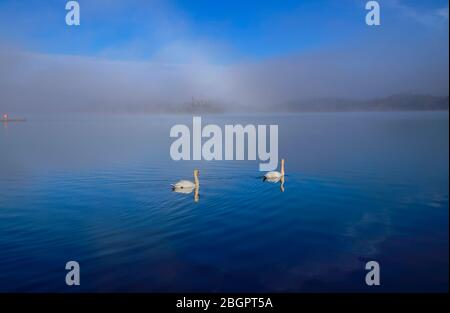 Irlande, Comté de Roscommon, Parc forestier de Lough Key près de Boyle, a nagé dans la brume enveloppé lough avec le château de McDermott en arrière-plan. Banque D'Images