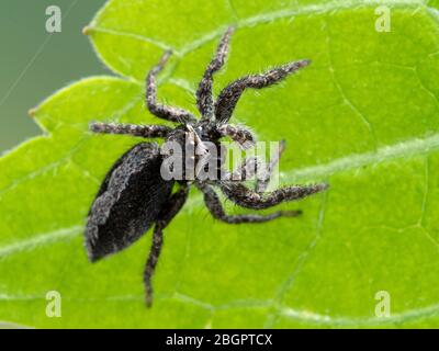 Gros plan d'une jolie araignée de saut (Platycryptus californicus) sur une feuille verte, face à l'appareil photo. Photographié dans Delta, Colombie-Britannique, Canada Banque D'Images