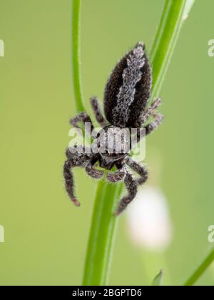 Une araignée de saut très floue (Platycryptus californicus) sur les tiges de plantes, en regardant la caméra, vue dorsale. Photographié dans Delta, Colombie-Britannique, Canad Banque D'Images
