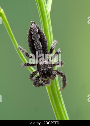 Une araignée de saut très floue (Platycryptus californicus) qui se clamera sur les tiges de plantes, vue dorsale. Photographié dans Delta, Colombie-Britannique, Canada Banque D'Images