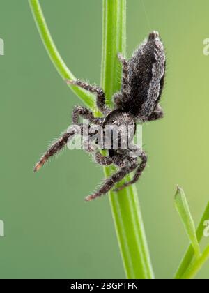 Une araignée de saut flou (Platycryptus californicus) sur les tiges de plantes, vue dorsale. Photographié dans Delta, Colombie-Britannique, Canada Banque D'Images