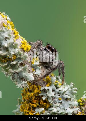 Une jolie araignée de saut (Platycryptus californicus) sur une branche couverte de lichen, face à la caméra, verticale. Photographié dans Delta, Colombie-Britannique, Californie Banque D'Images
