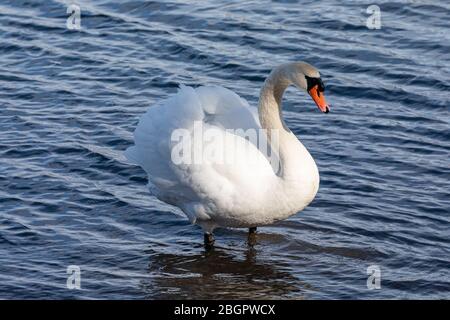 Muet cygne (Cygnus olor) debout sur la rive de l'eau Banque D'Images