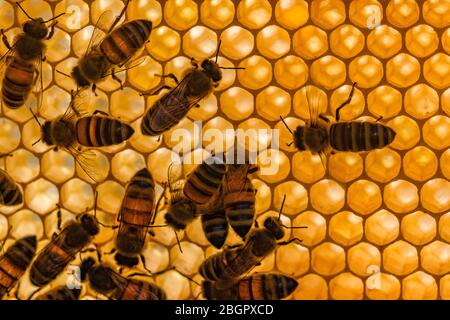 Quelques abeilles de miel de Carniolan (APIs mellifera carnica) rampent sur un nid d'abeilles Banque D'Images