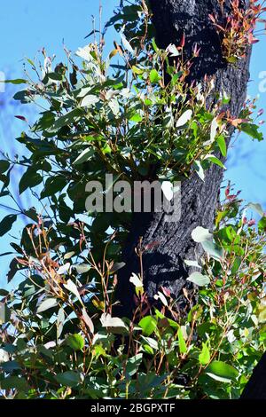 Un eucalyptus charré brûlé dans les feux de brousse du début de 2020 montre des signes de reprise Banque D'Images