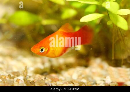 Platy (Xiphophophorus maculatus), un aquarium d'eau douce populaire Platy oder auch Spiegelkärpfling (Xiphophorus maculatus), éine beliebter Süßwasser- Banque D'Images