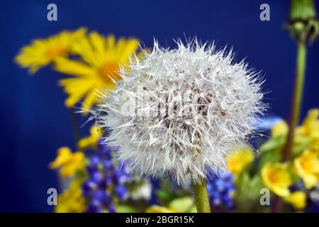 Des gouttelettes d'eau sur un fruit mûr de pissenlit au printemps dans la prairie Banque D'Images