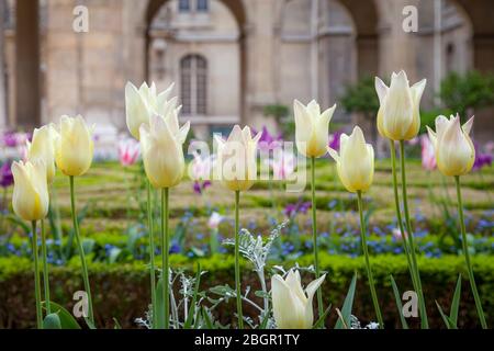 Tulipes croissant dans le jardin de l'Hôtel Carnavalet dans le Marais, Paris, France Banque D'Images