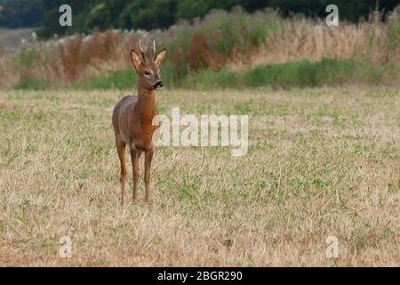De jeunes cerfs sauvages se rapprochés. Paysage naturel de la faune avec un seul animal dans un champ. Banque D'Images