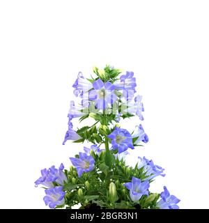 Des bluebells en fleurs, campanula, isolés sur fond blanc Banque D'Images