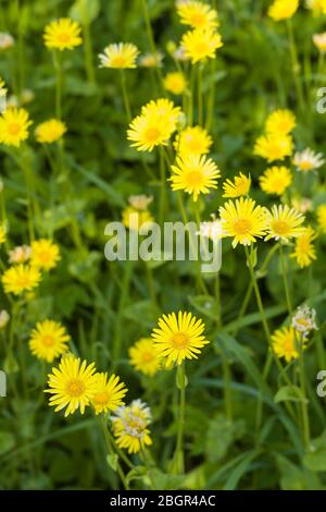 Fleurs sauvages - style guirlande jaune - dans la campagne anglaise Banque D'Images