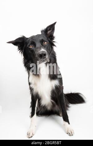 Gros plan portrait de chien rebondisse drôle émotion. À la recherche d'un affamant attentif, en attendant la nourriture. Expression de Collie de bordure étonnée, animal adorable iso Banque D'Images