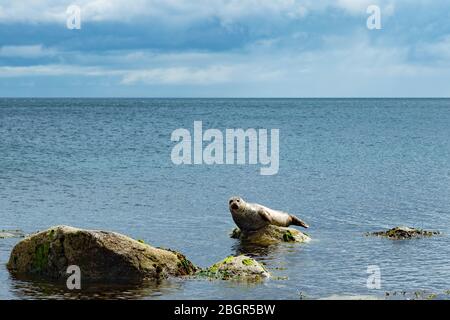 Phoque gris, Halichoerus grypus, phoque commun près des rochers à Sannox Bay dans l'océan Atlantique Nord, près de l'île d'Arran, Écosse Banque D'Images