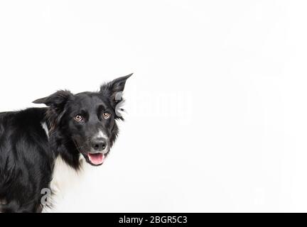 Gros plan portrait de chien rebondisse drôle émotion. À la recherche d'un affamant attentif, en attendant la nourriture. Expression de Collie de bordure étonnée, animal adorable iso Banque D'Images