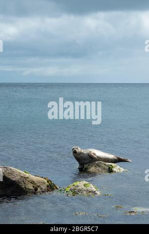 Phoque gris, Halichoerus grypus, phoque commun près des rochers à Sannox Bay dans l'océan Atlantique Nord, près de l'île d'Arran, Écosse Banque D'Images