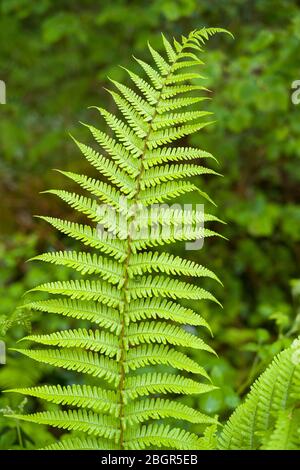 Fern, Tracheophyta, une plante vasculaire qui se reproduit par des spores Banque D'Images