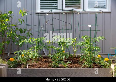 Ce jardin de légumes de l'arrière-cour, qui fait partie du mouvement de culture, contient des lits surélevés pour la culture de légumes et d'herbes tout au long de l'été. Banque D'Images