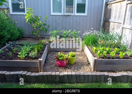 Une partie de la tendance à la croissance de votre propre nourriture, ce jardin de légumes de cour contient de grands lits élevés pour la culture des légumes et des herbes tout au long de l'été. Banque D'Images