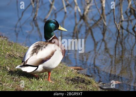 Canard colvert sur une côte de lac. Canard sauvage mâle reposant sur une herbe près de l'eau Banque D'Images